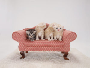 ソファーに乗った子猫達