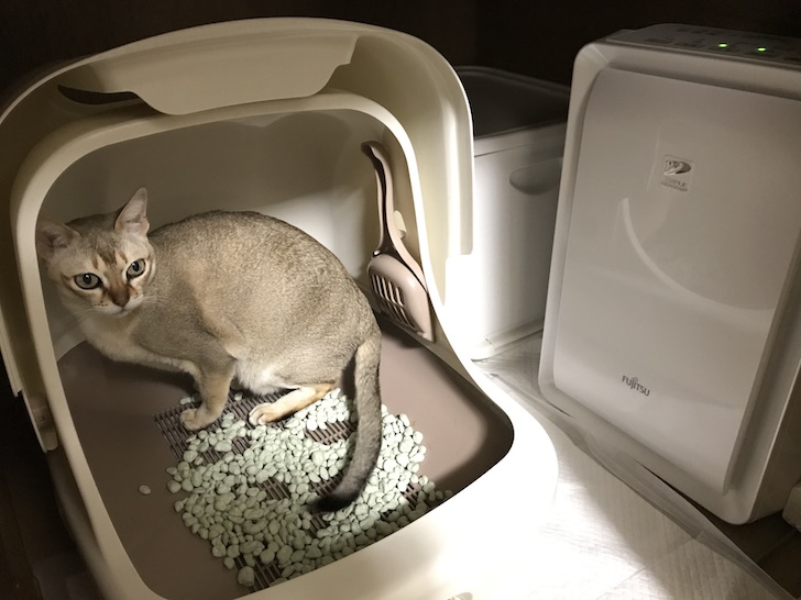 脱臭機の隣のシステムトイレ（デオトイレ）で、うんちをしようとしている猫