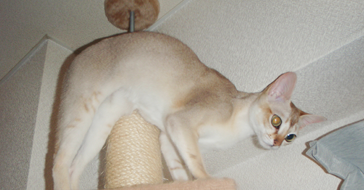 爪とぎができるキャットタワーに乗っている猫